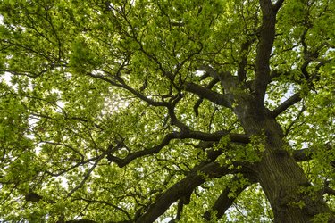 The branches and green leaves of a large tree spread outwards against the sky.