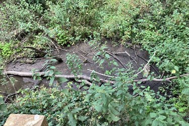 A photograph of the current state of the pond, with very little visible water.
