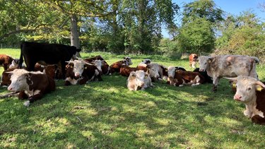 A herd of cows rest on unimproved grassland