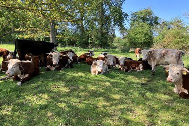 A herd of cows rest on unimproved grassland