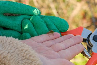 A close up of a hand holding a bug.