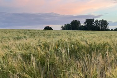 A sunset over Pilkington Farmland.