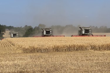 Three combine harvesters working on Letchworth farmland.