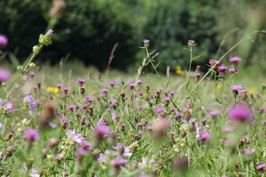 Wildflowers