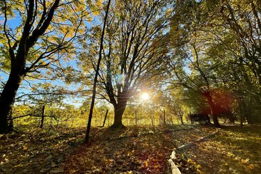 Sun shines through the woodland canopy at Standalone Farm