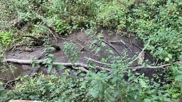 A photograph of the current state of the pond, with very little visible water.
