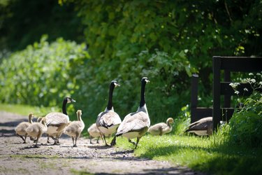 A group of geese and goslings exploring Standalone Farm