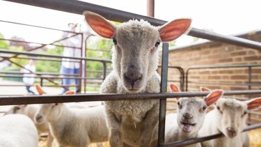 A group of lambs at Standalone Farm
