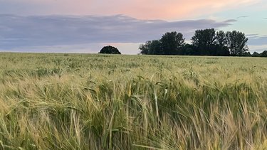 A sunset over Pilkington Farmland.