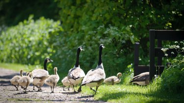 A group of geese and goslings exploring Standalone Farm