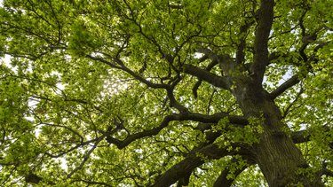The branches and green leaves of a large tree spread outwards against the sky.