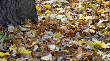 A pile of autumn leaves