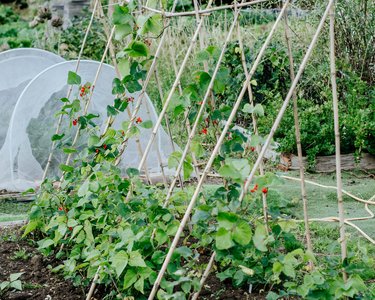 Allotment