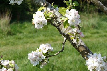 White spring blossoms on a tree branch
