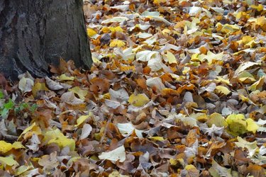A pile of autumn leaves