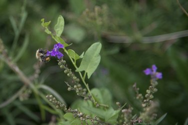 A bumblebee rests on a purple flower.