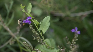 A bumblebee rests on a purple flower.