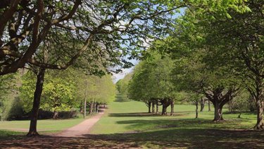 A path leads through the grass of Norton Common, with rows of trees on either side.