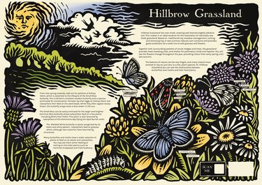 An example of the new Greenway Interpretation Panels. This one is for Hillbrow Grassland and contains illustrations of butterflies and moths.