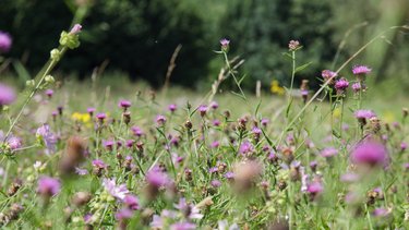 Wildflowers