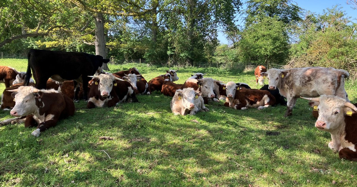 Cow Springing Springing Into Action - Nature and Wellbeing Update May 2026 - Welcome ...
