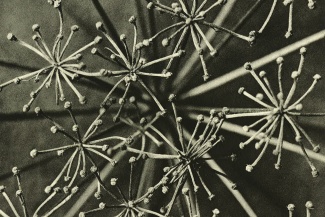 Karl Blossfeldt