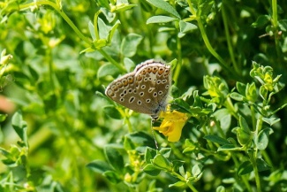 Butterflies are out in abundance on the Greenway around Letchworth