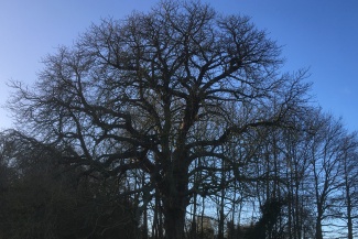 Oak Tree on the Greenway