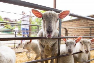 A lamb looking at the camera through a gate