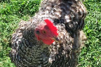 Hen at Standalone Farm