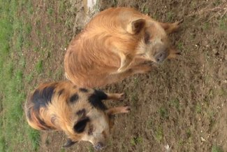 Pigs at Standalone Farm