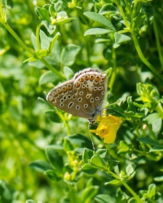 Butterflies are out in abundance on the Greenway around Letchworth