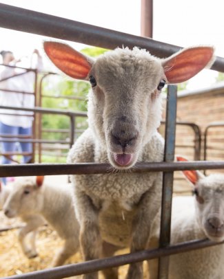 A lamb looking at the camera through a gate